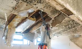 Why You Should Choose Our Mold Remediation Services in Portage, PA